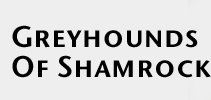 Greyhounds Of Shamrock